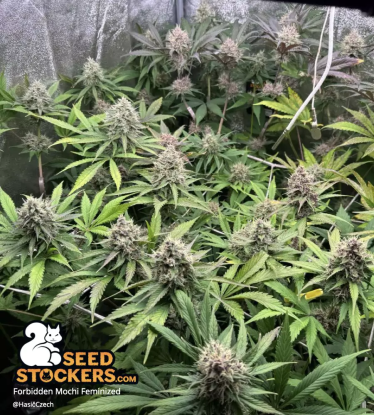 Forbidden Mochi Feminized Cannabis Plants Flower