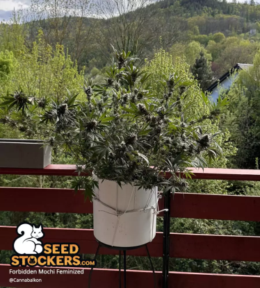 Outdoor balcony grown Forbidden Mochi Feminized