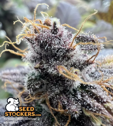 Frosty Bud Feminized Forbidden Mochi with color