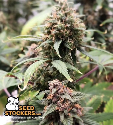Forbidden Mochi Autoflower orange hairs cannabis