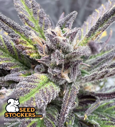 purple red cannabisbud forbidden Mochi Autoflower