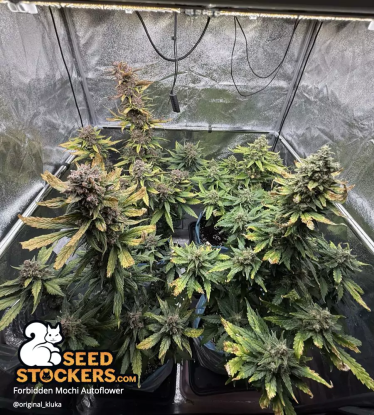 Indoor Grow ready to harvest cannabis plants forbidden Mochi Autoflower