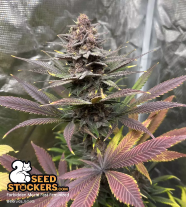 Forbidden Mochi Fast Feminized indoor red color