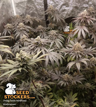 Frosty Tooth Feminized Cannabisplants Indoor