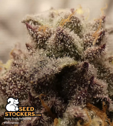 Frosty Tooth Feminized Frosty Cannabis Bud