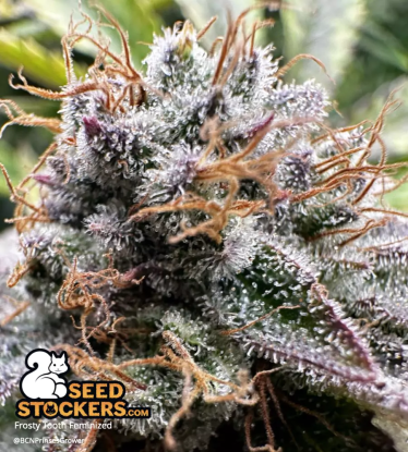 Frosty Tooth Feminized close up cannabis flower trichomes