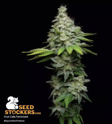 Fruit Cake Feminized Bud Frosty