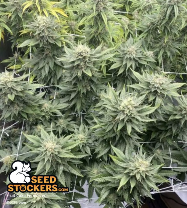 Indoor Fruit Cake Fem cannabis plant