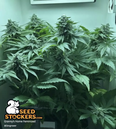 Granny's Home Feminized grown from seeds
