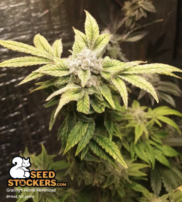 Granny's Home Fem bud flower indoor
