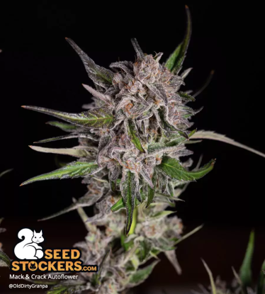 Mack & Crack Autoflower grown indoor led light