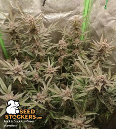 Mack & Crack Autoflower full marijuana plant grow indoor