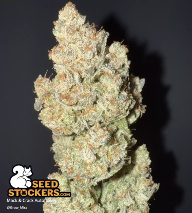 Mack & Crack Autoflower dried weed bud