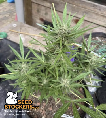 Mack & Crack Autoflower Outdoor grown