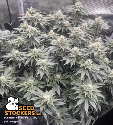 Mandarin Panties Feminized Cannabis plant grown indoor