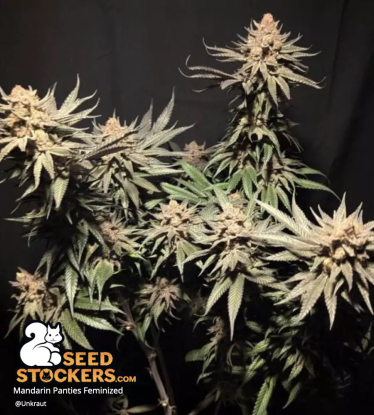Mandarin Panties Feminized plant flowering stage