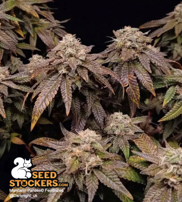 Mandarin Panties Feminized Flowering Weed buds