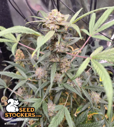Mandarin Panties Autoflower indoor Grow