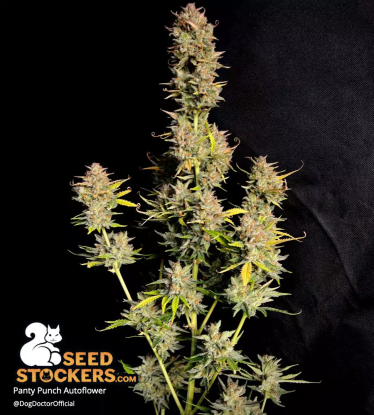 Panty Punch Autoflower indoor grow