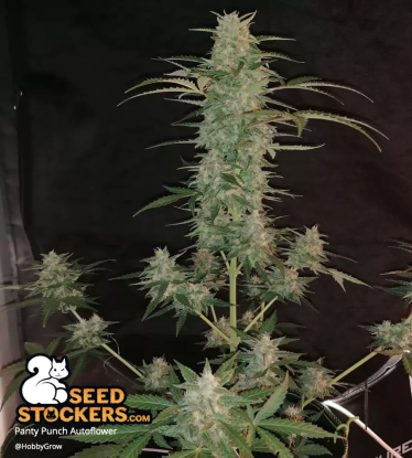 Panty Punch Autoflower big bud cannabis