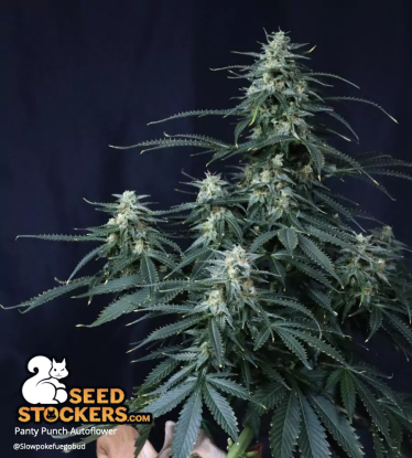 Panty Punch Autoflower small pot indoor