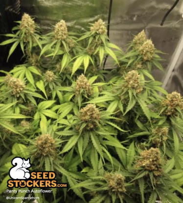 Panty Punch Autoflower high THC
