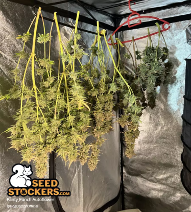 Panty Punch Autoflower Drying harvest