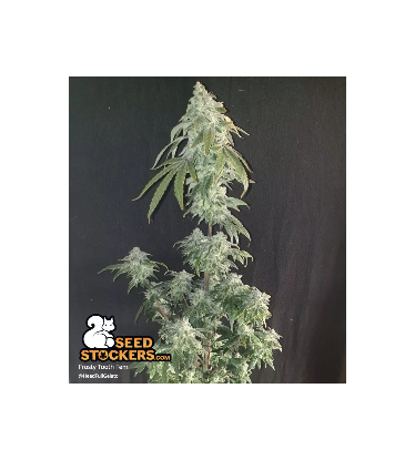 Frosty Tooth Feminized Flowering Cannabisplant
