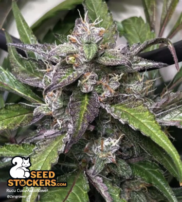 Rucu Cucu OG Autoflower indoor