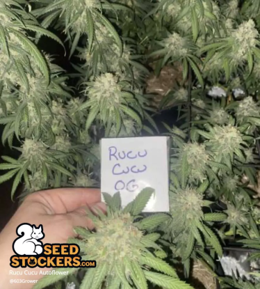 Rucu Cucu OG Autoflower indoor huge plant