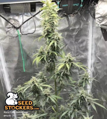 Rucu Cucu OG Autoflower indoor cola bud