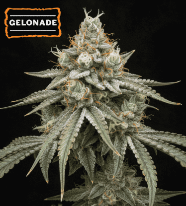 🍋 Gelonade Feminized Cannabis Seeds | Seedstockers UK 🐿️