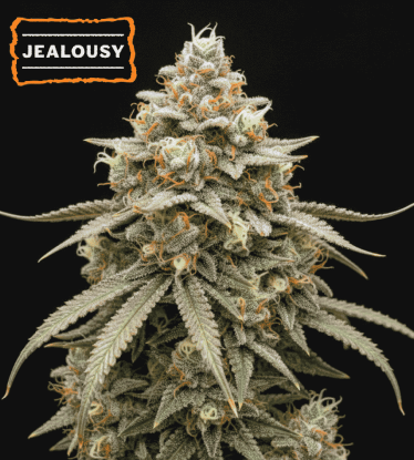🪴 Jealousy Autoflower | Autoflower Cannabis Seeds | Shop at Seedstockers UK 🐿️
