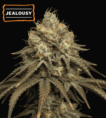 🪴 Jealousy Feminized | Feminized Cannabis Seeds | Shop at Seedstockers UK 🐿️