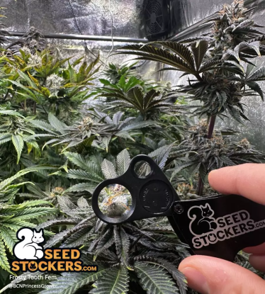 Frosty Tooth Fem Trichome Loop