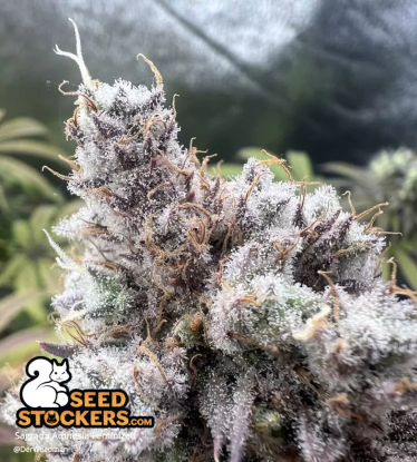 Sagrada Amnesia Feminized very frosty cannabis bud