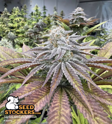 Sagrada Amnesia Feminized bud trichomes
