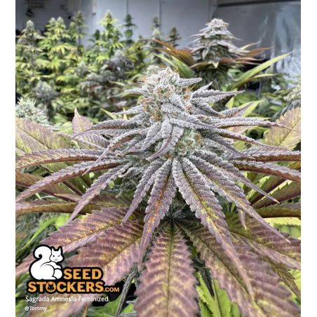 cannabis online uk