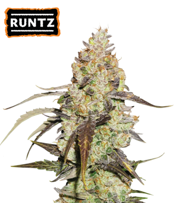 🪴 Runtz | Feminized Cannabis Seeds | Shop at Seedstockers UK 🐿️