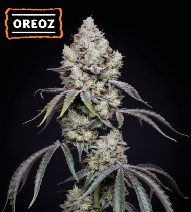 🍪 Oreoz Feminized Cannabis Seeds | Seedstockers UK 🐿️