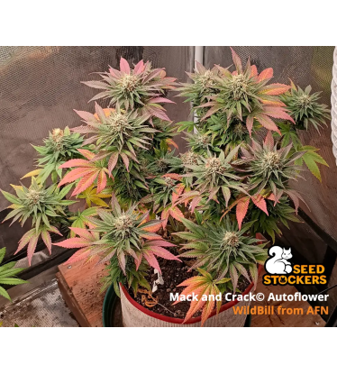 🪴 Mack and Crack© | Autoflower Cannabis Seeds | Shop at Seedstockers UK 🐿️