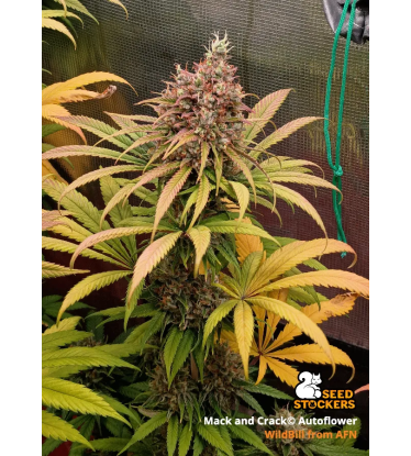 🪴 Mack and Crack© | Autoflower Cannabis Seeds | Shop at Seedstockers UK 🐿️