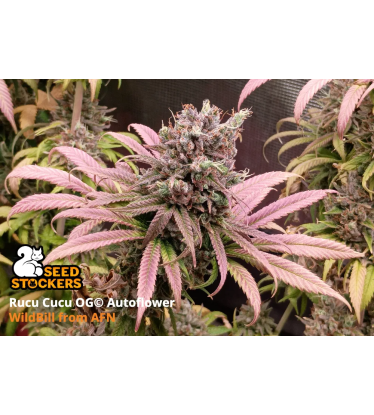 🪴 Rucu Cucu OG© | Autoflower Cannabis Seeds | Shop at Seedstockers UK 🐿️