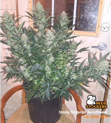 🪴 Sticky Fingers© | Autoflower Cannabis Seeds | Shop at Seedstockers UK 🐿️