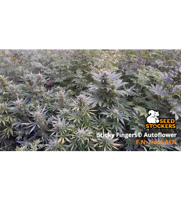 🪴 Sticky Fingers© | Autoflower Cannabis Seeds | Shop at Seedstockers UK 🐿️