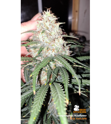 🪴 Sticky Fingers© | Autoflower Cannabis Seeds | Shop at Seedstockers UK 🐿️
