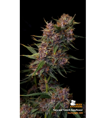 🪴 Terp & Tonic© | Autoflower Cannabis Seeds | Shop at Seedstockers UK 🐿️