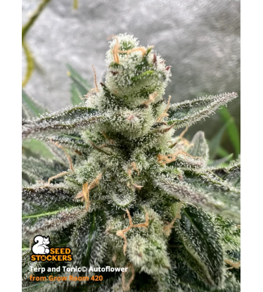 🪴 Terp & Tonic© | Autoflower Cannabis Seeds | Shop at Seedstockers UK 🐿️
