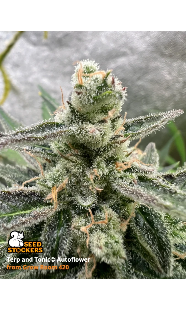 Terp & Tonic | Autoflower Cannabis Seeds | Shop at Seedstockers UK