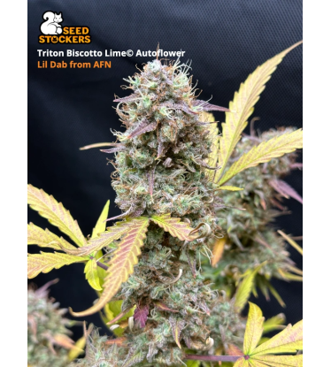 🪴 Triton Biscotto Lime© | Autoflower Cannabis Seeds | Shop at Seedstockers UK 🐿️